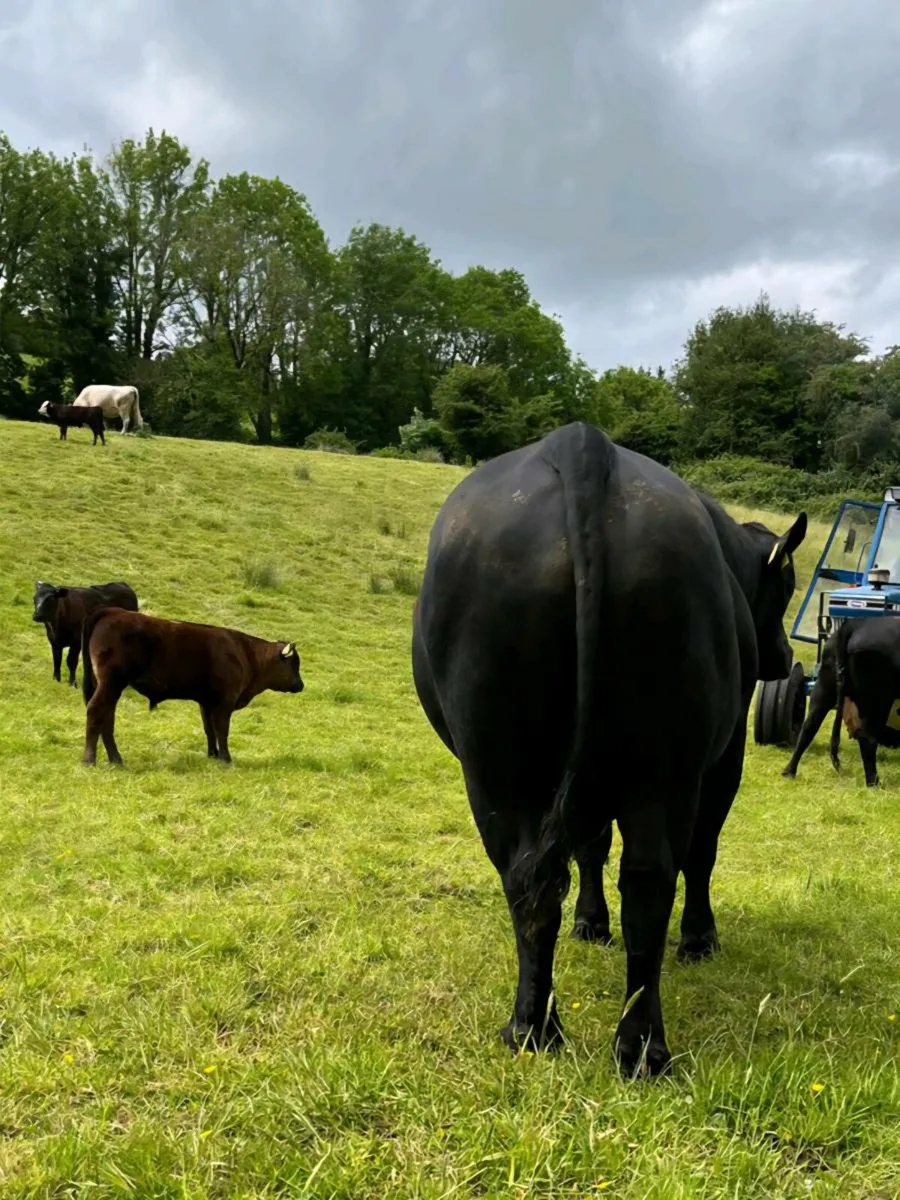 Aberdeen Angus Bulls - Image 2