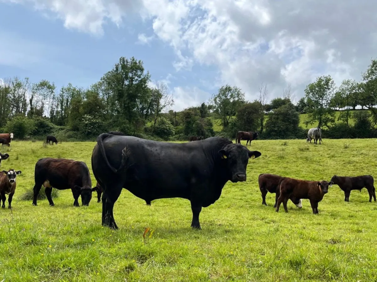 Aberdeen Angus Bulls - Image 3