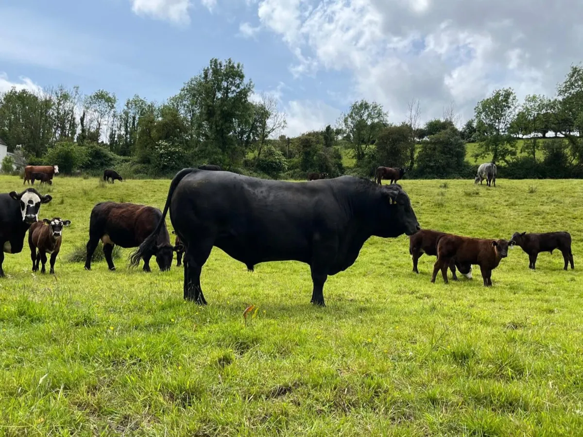 Aberdeen Angus Bulls - Image 4