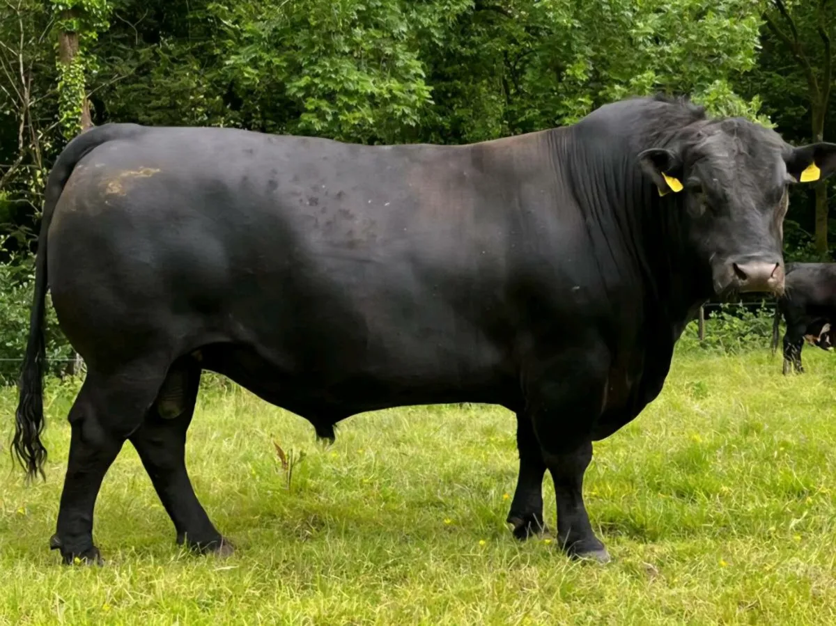 Aberdeen Angus Bulls - Image 1