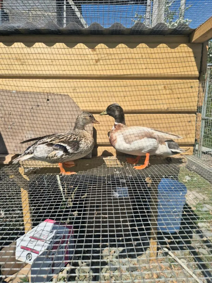 Hatching eggs and ducks - Image 4