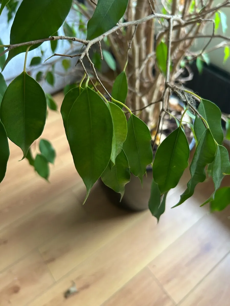 Mature Indoor Tree - Ficus benjamina - Image 2