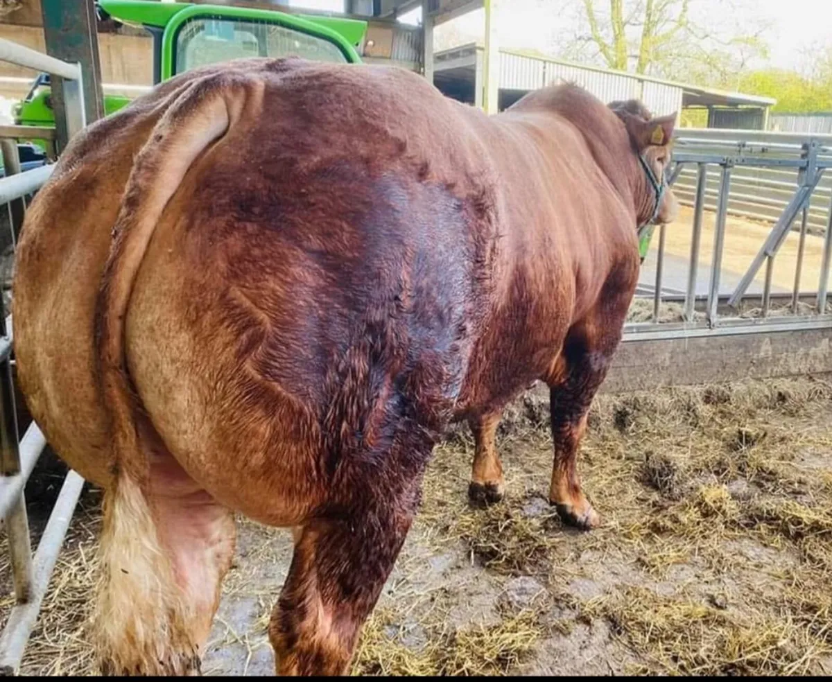 Mature Quiet Young Limousin Bull - Image 2