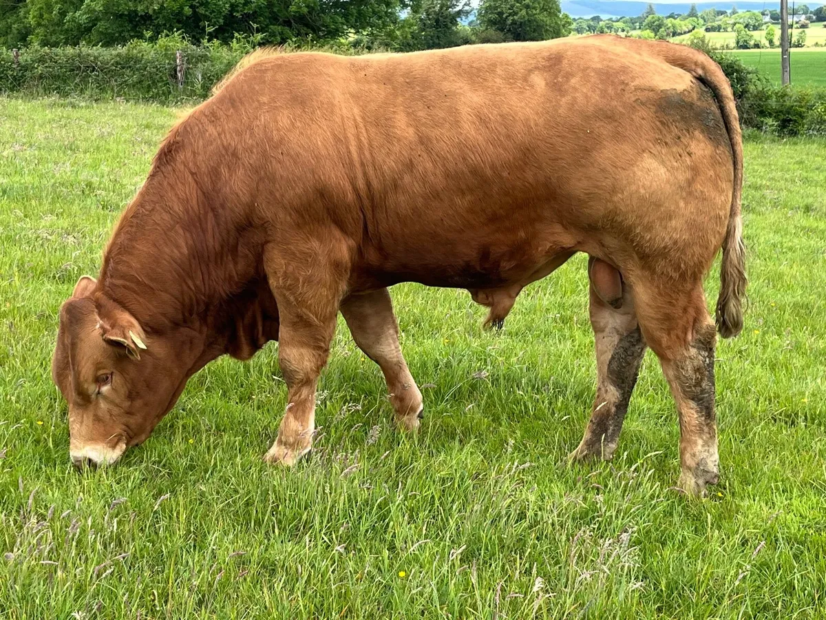 Mature Quiet Young Limousin Bull - Image 1