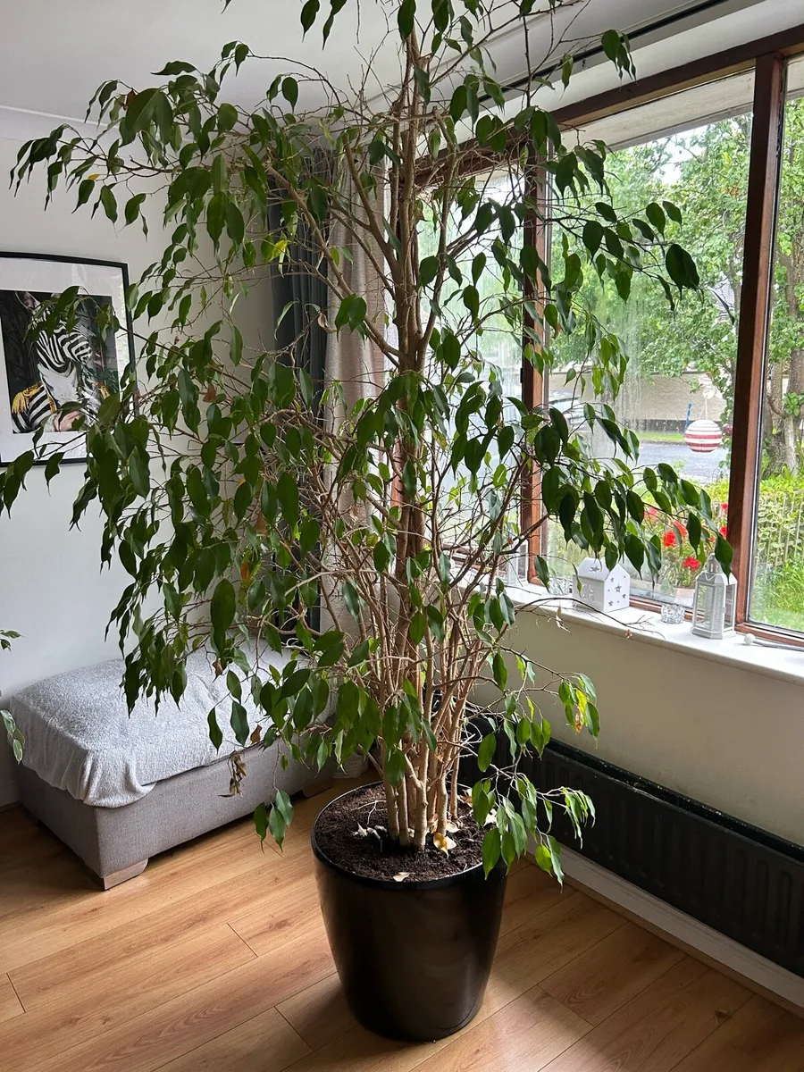 Mature Indoor Tree - Ficus benjamina - Image 1