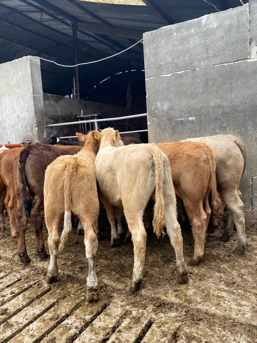 10 super charlaois and limousine heifers - Image 1