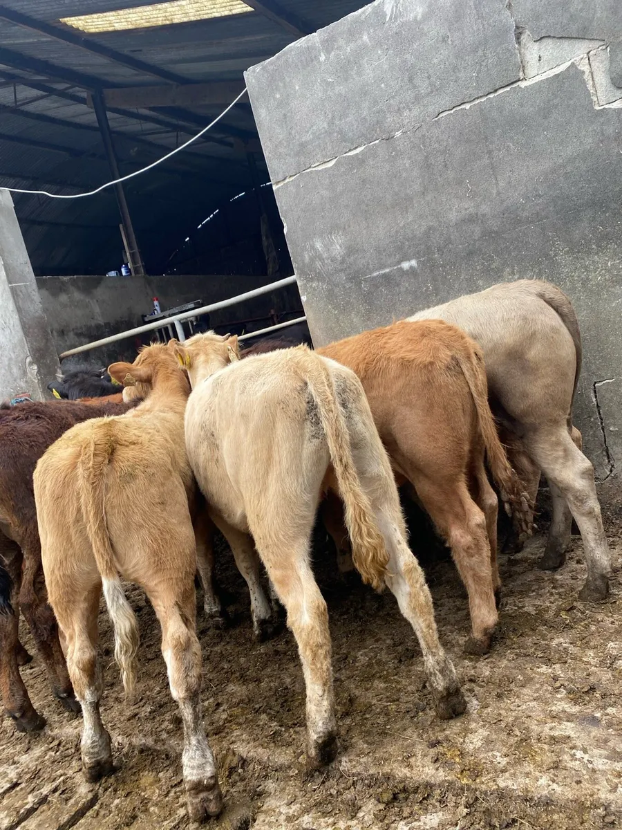10 super charlaois and limousine heifers - Image 2