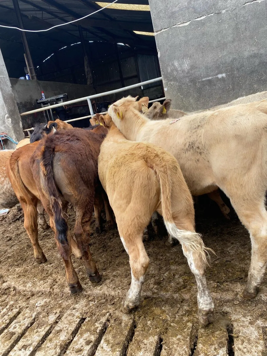 10 super charlaois and limousine heifers - Image 3