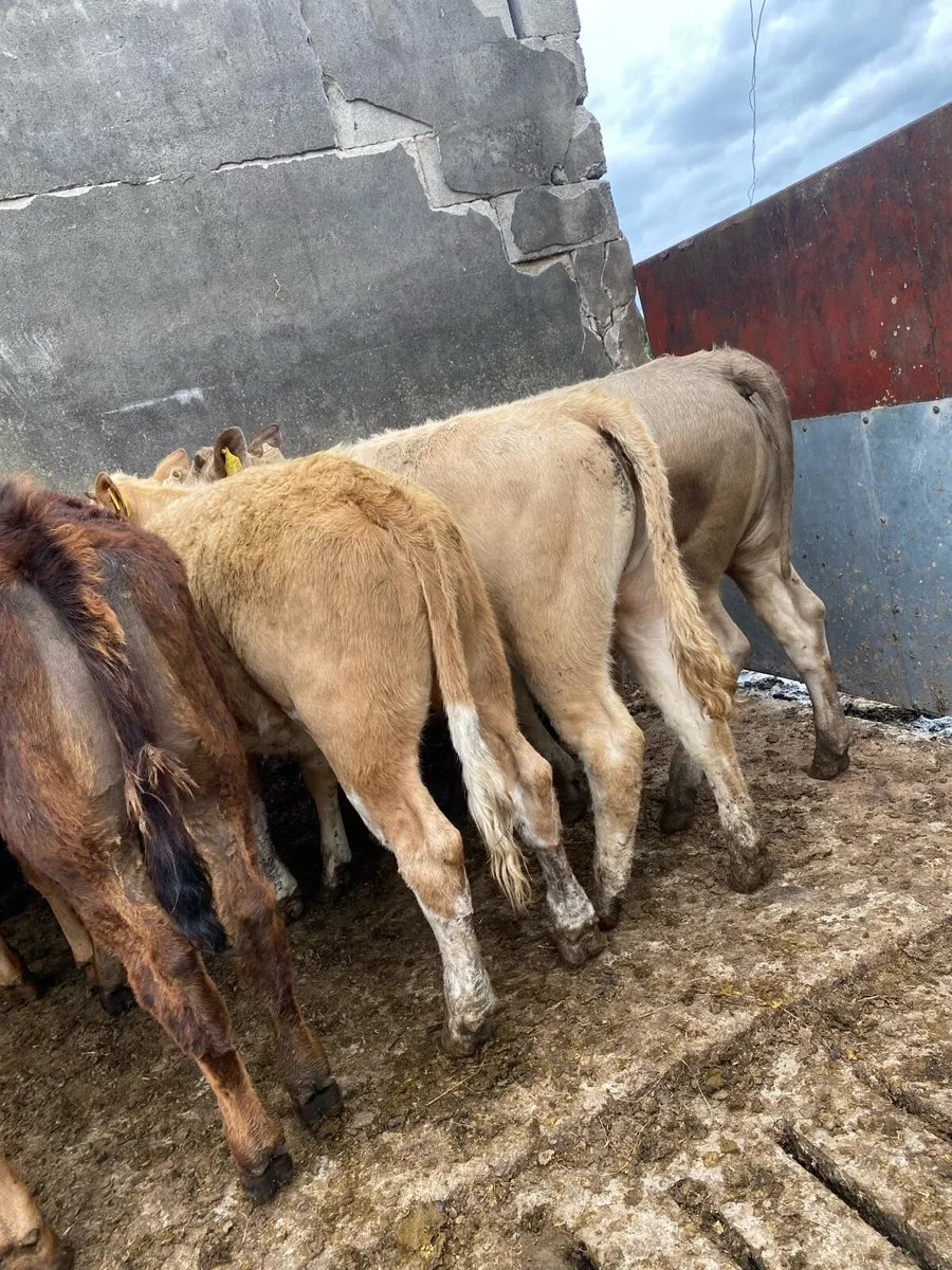 10 super charlaois and limousine heifers - Image 4