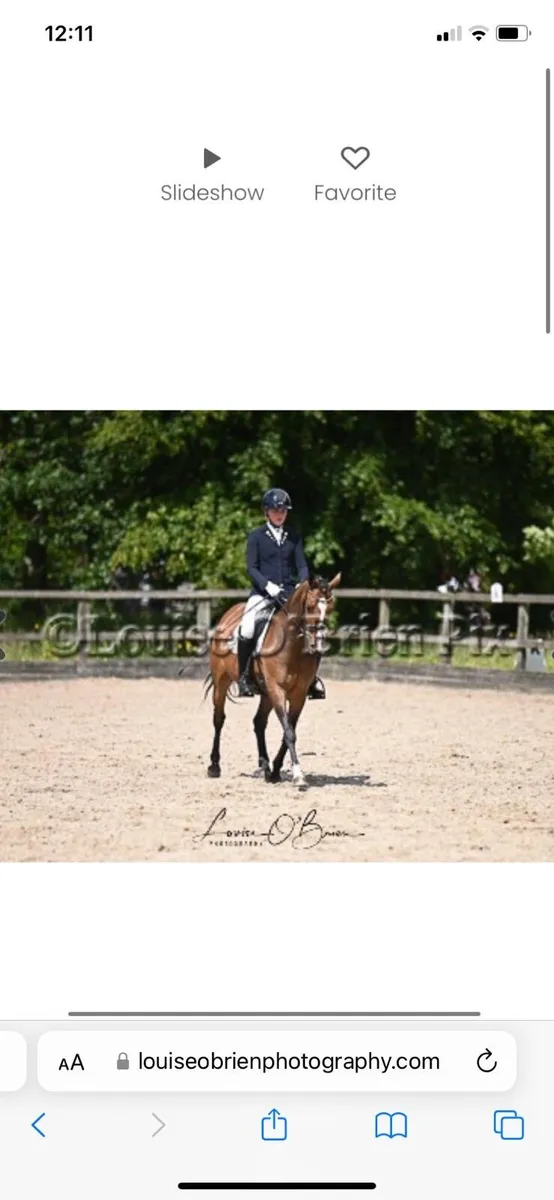Dressage Pony - Image 3