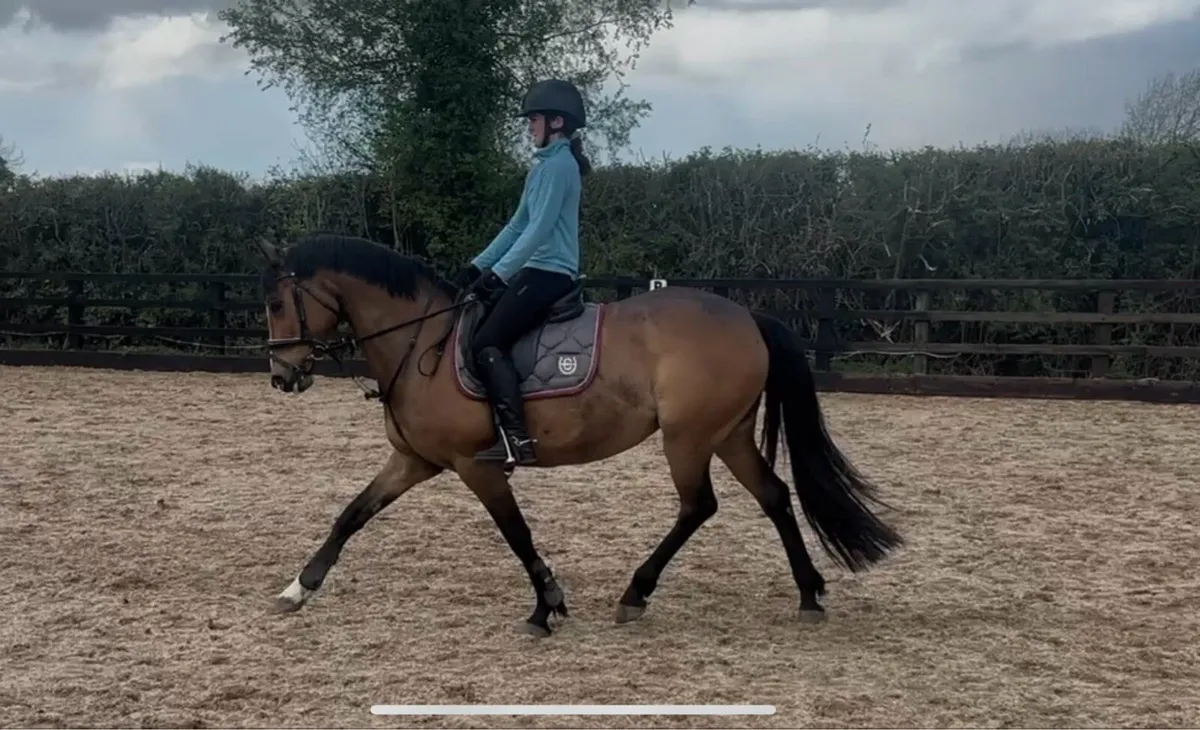 Dressage Pony - Image 4
