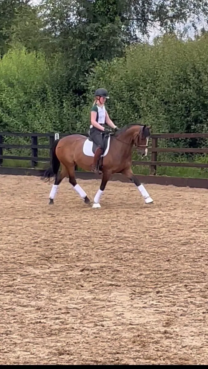 Dressage Pony - Image 1