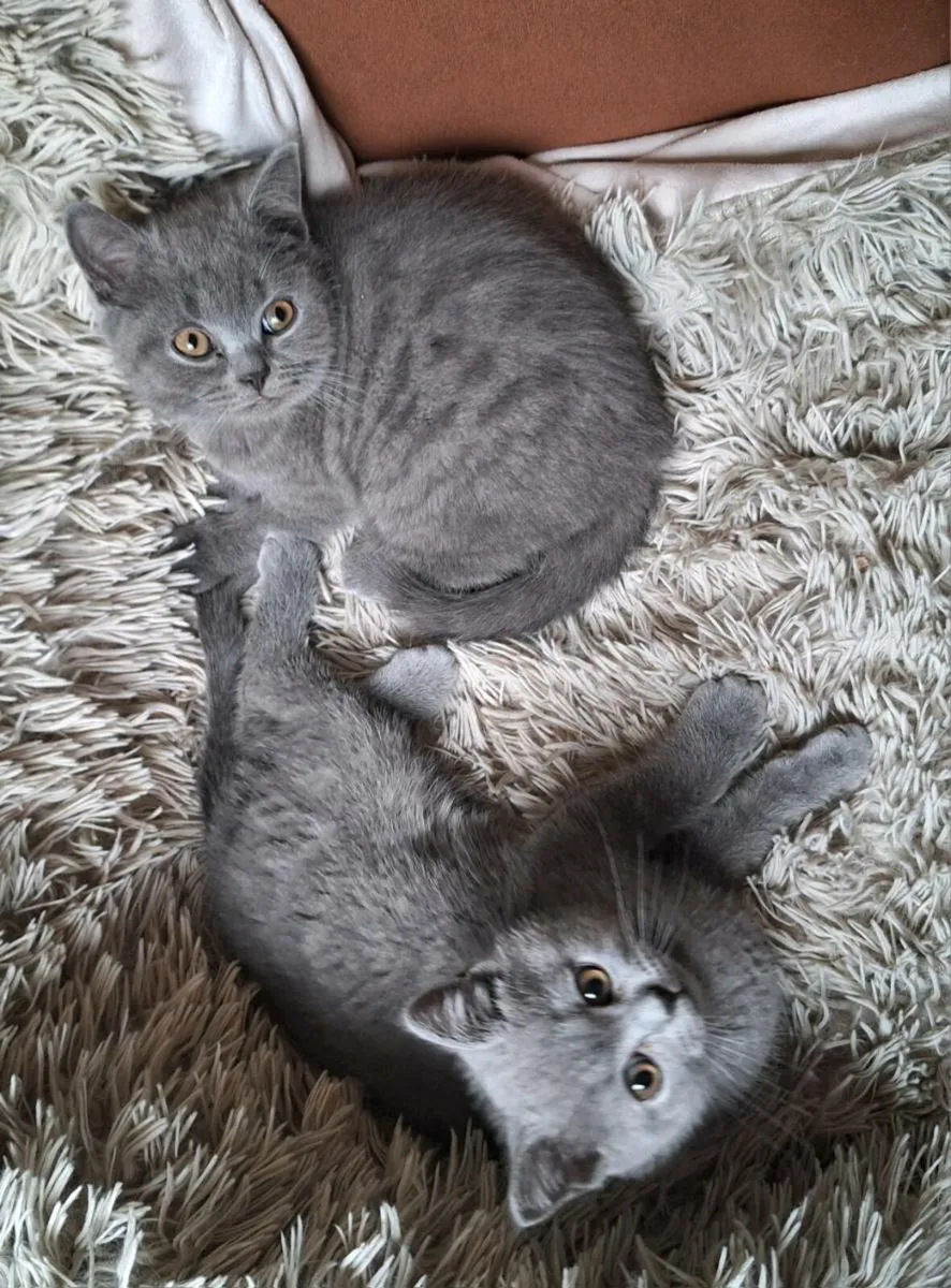 British shorthair kittens only 2 left 😸 - Image 1