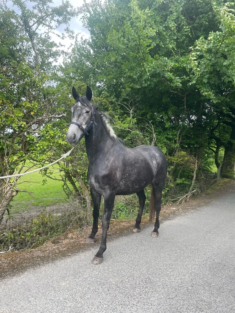 Lucarelli. TIH filly - Image 1