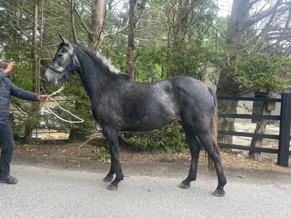 Lucarelli. TIH filly - Image 2