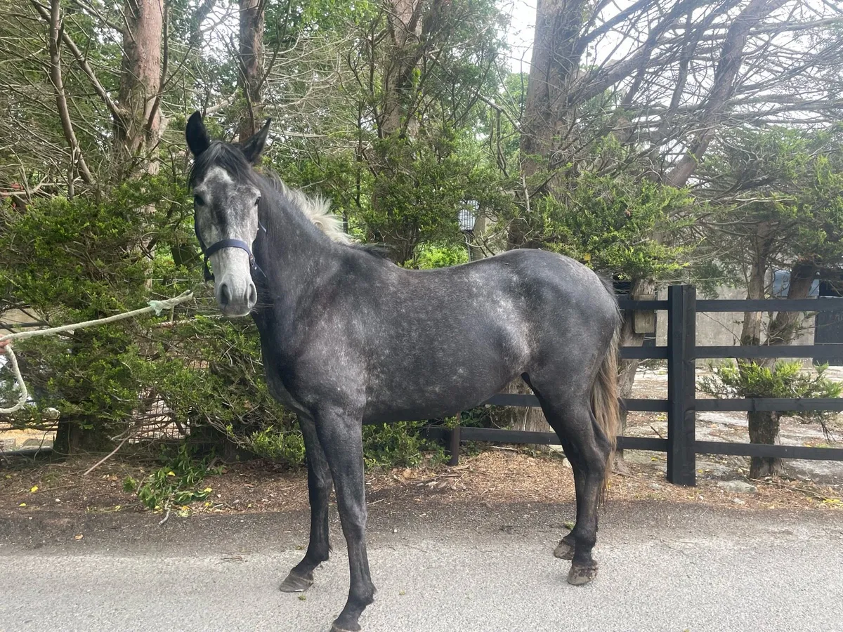 Lucarelli. TIH filly - Image 3