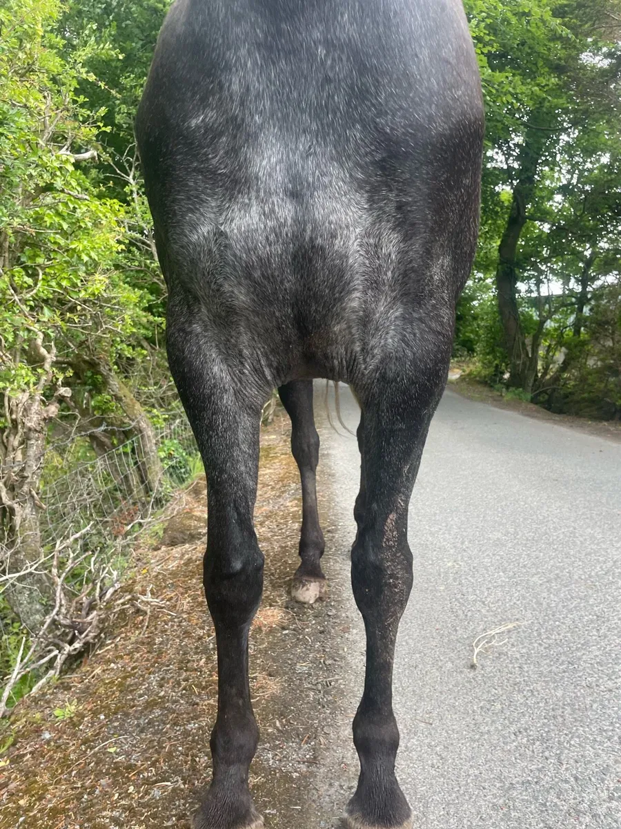 Lucarelli. TIH filly - Image 4