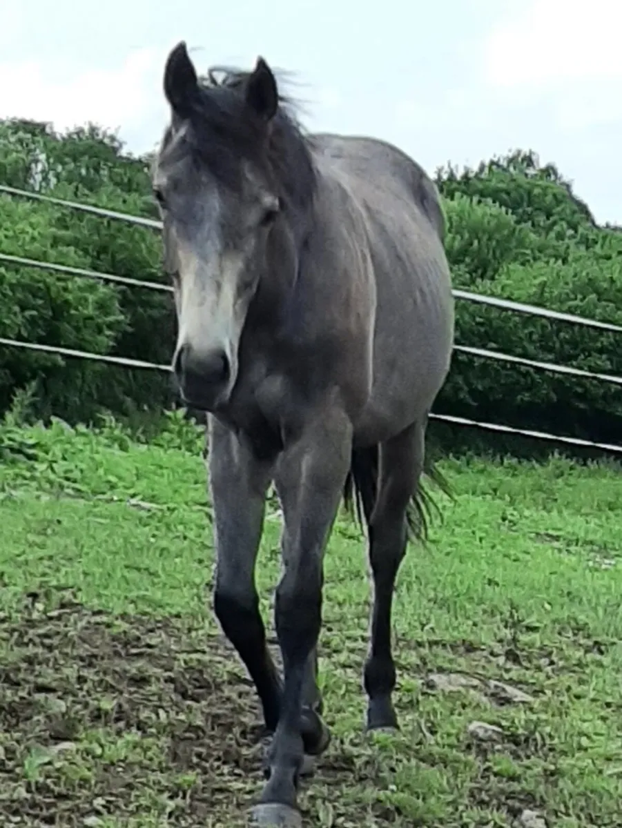 Equine - Image 2