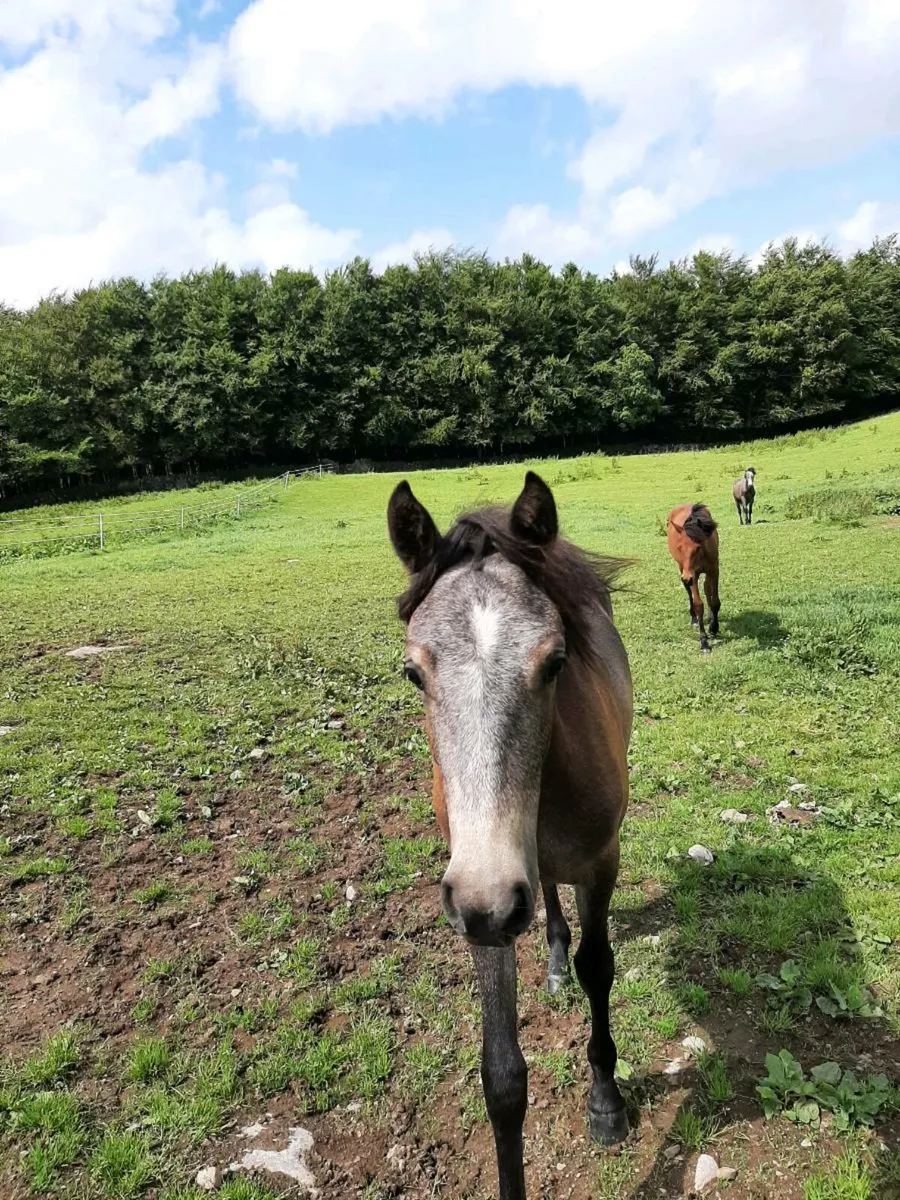Equine - Image 3