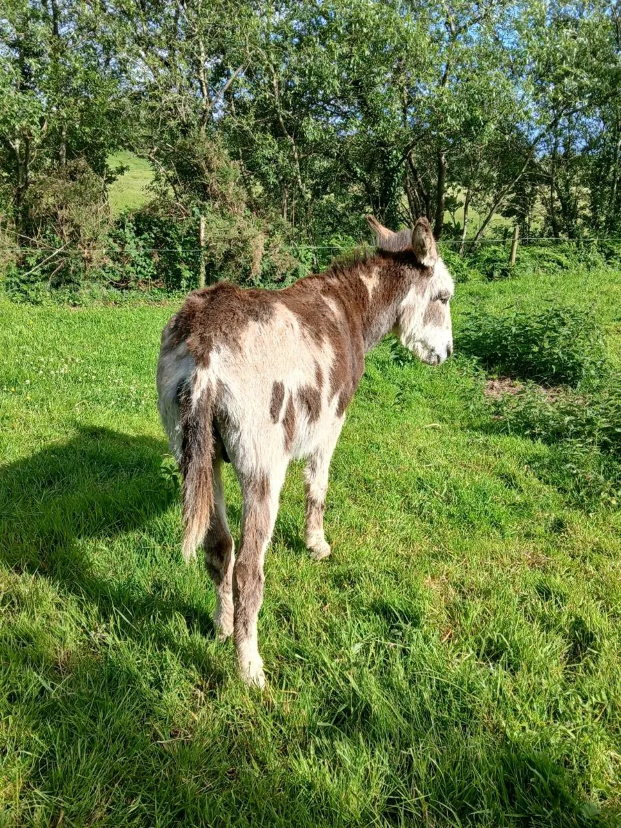 Pieball jack donkey - Image 3