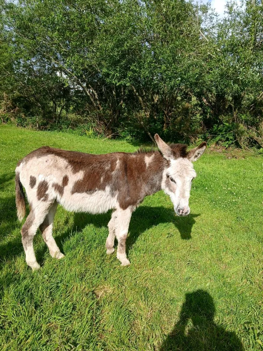 Pieball jack donkey - Image 4