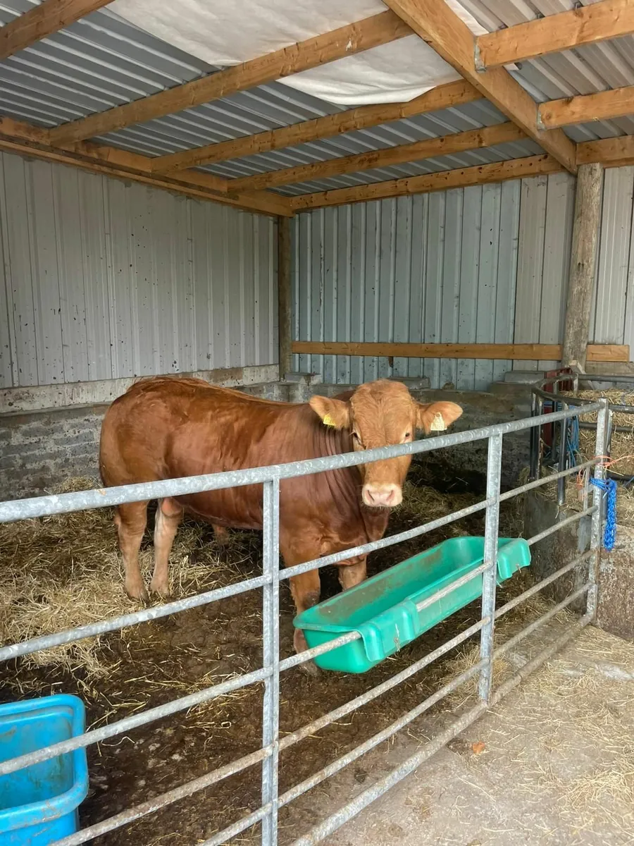 P.b.r limousine bull - Image 2