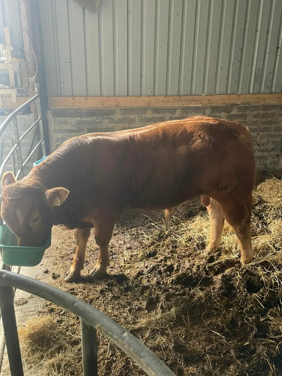 P.b.r limousine bull - Image 3