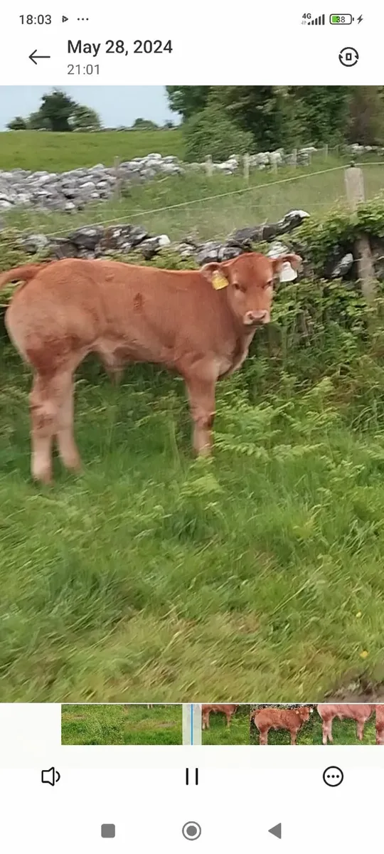 P.b.r limousine bull - Image 4