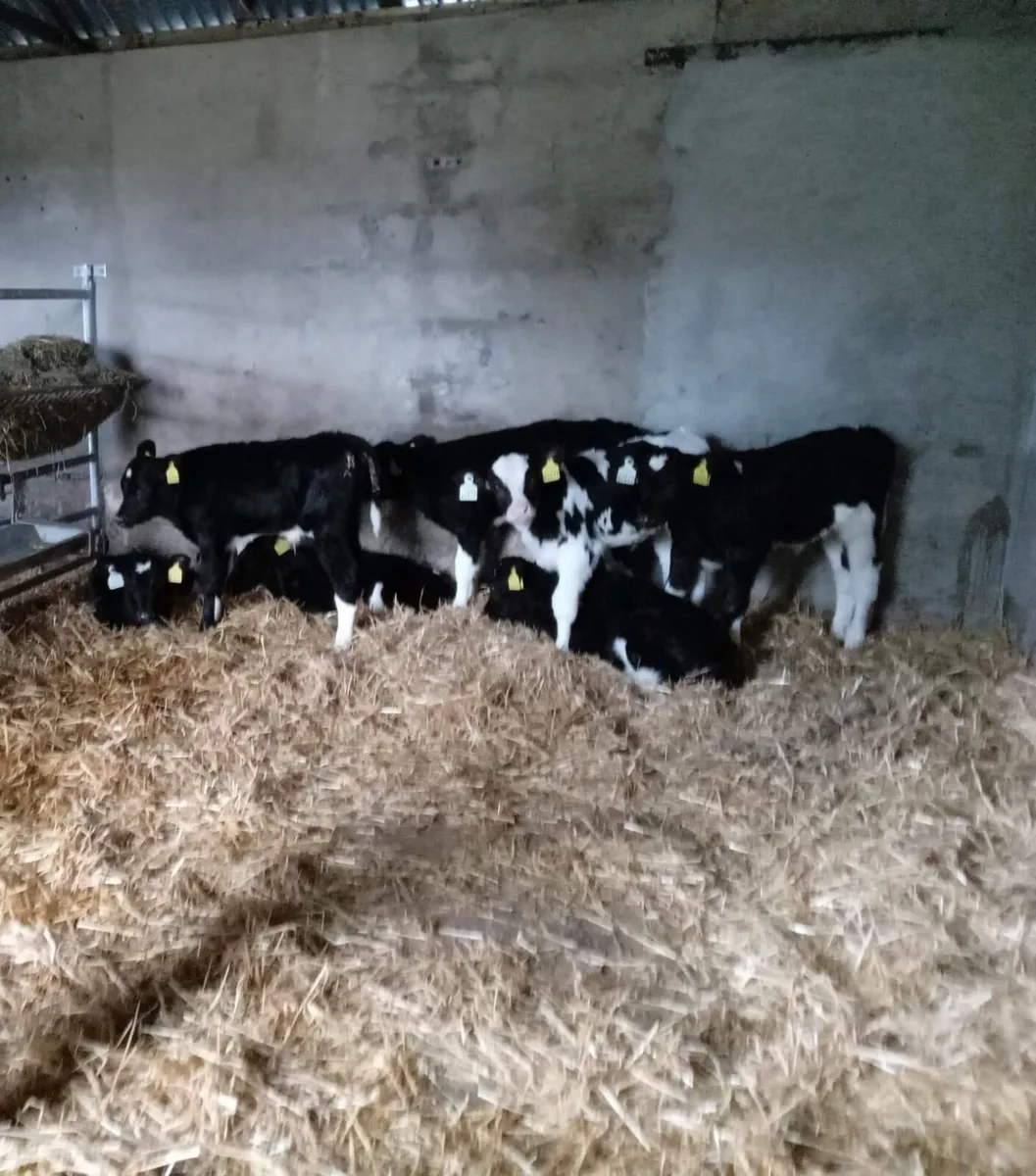 Holstein Frisian heifers