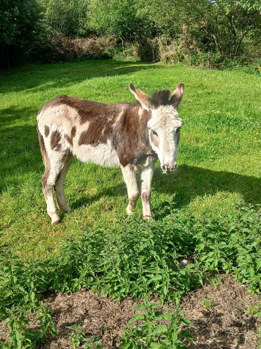 Pieball jack donkey - Image 1