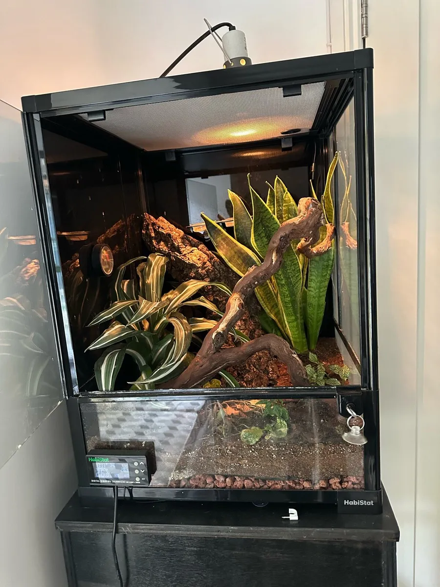 Crested gecko - Image 1