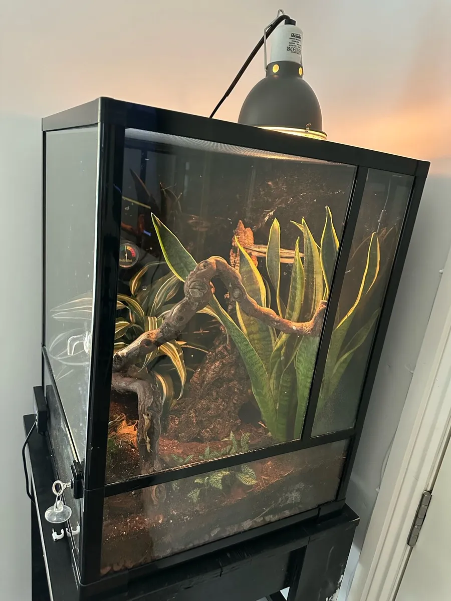 Crested gecko - Image 2