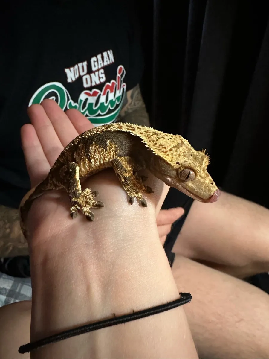 Crested gecko - Image 3