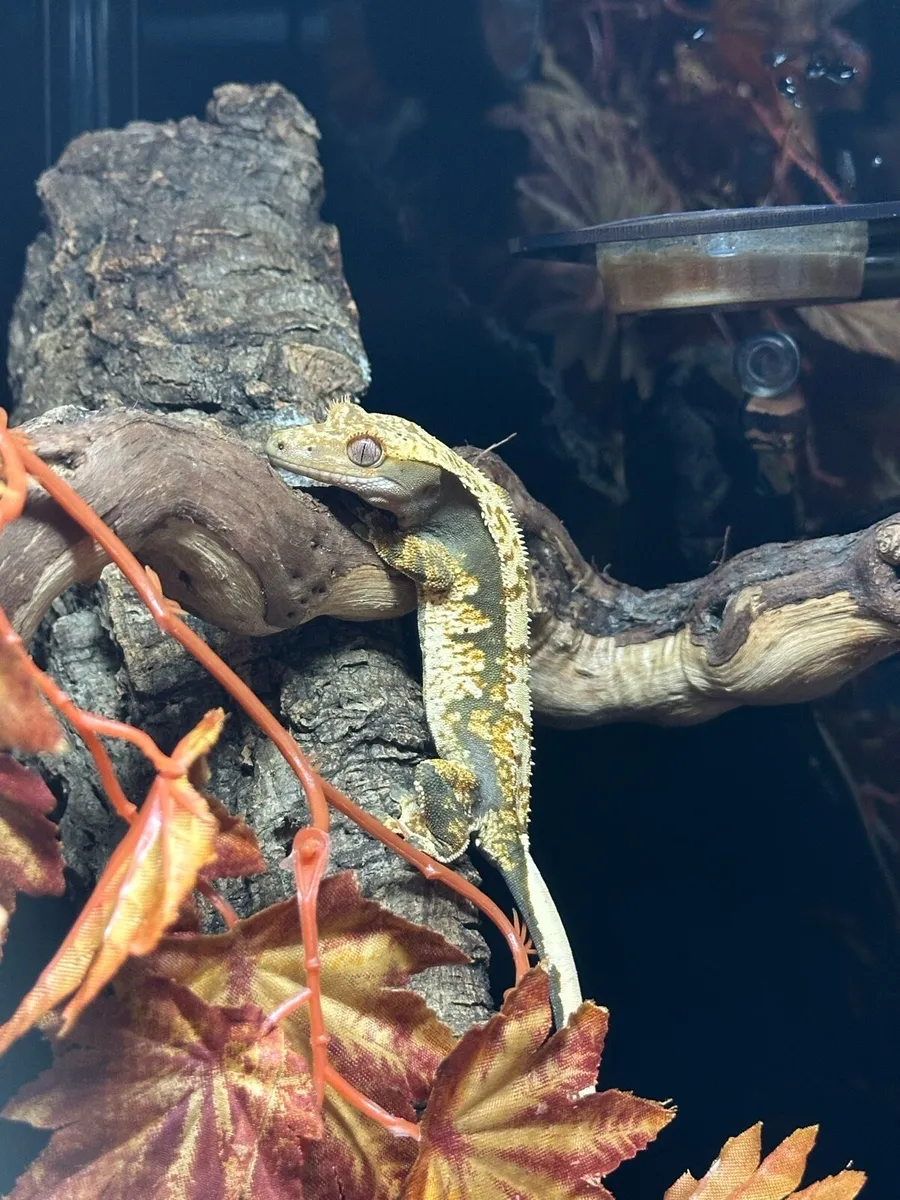 Crested gecko - Image 4
