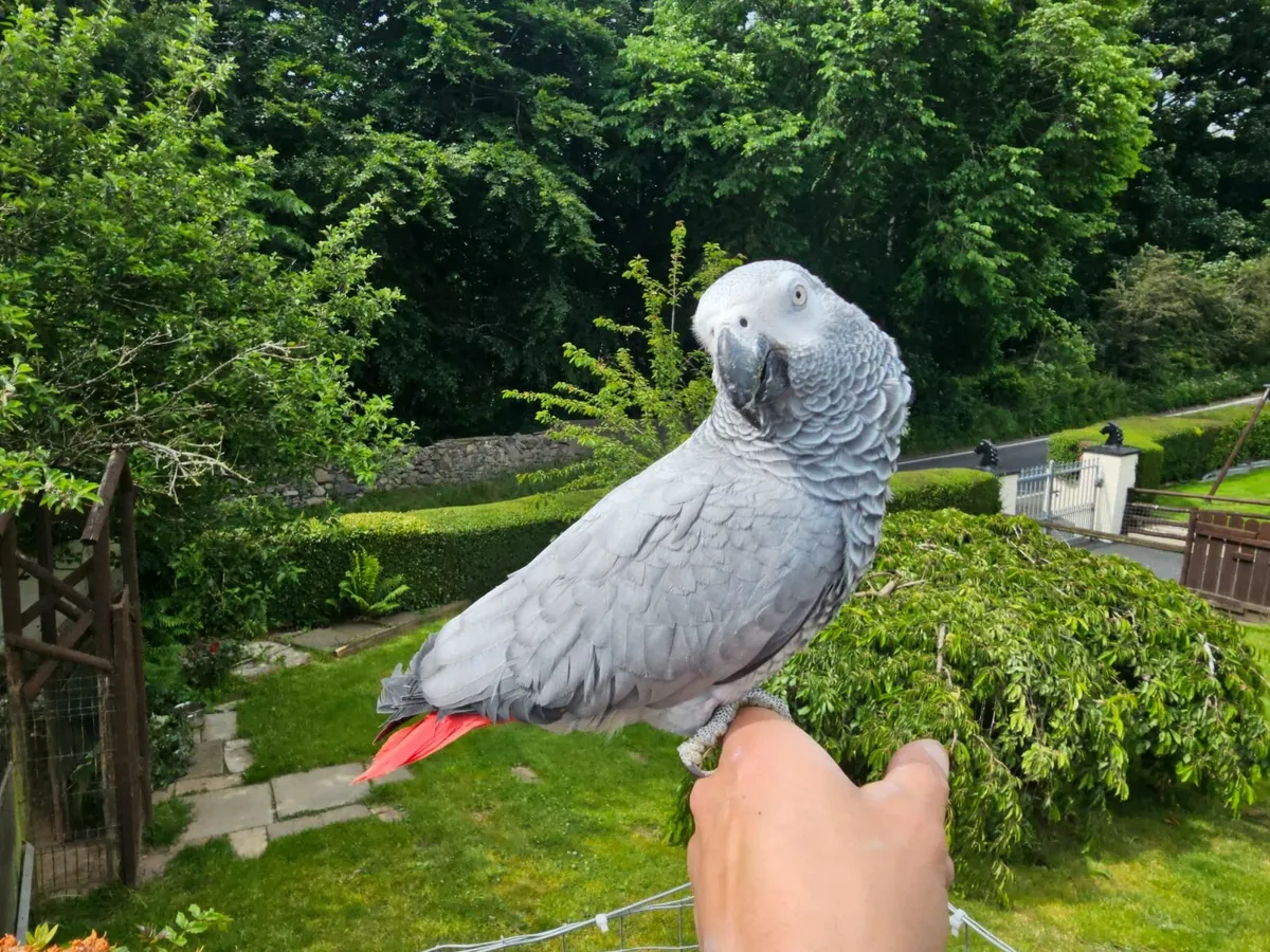African Grey Parrots - Image 1
