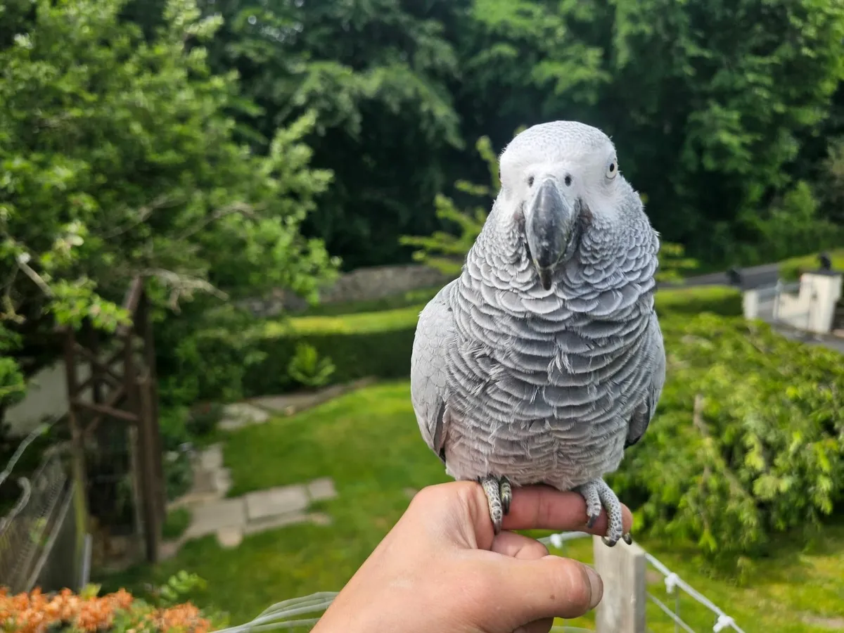 African Grey Parrots - Image 2