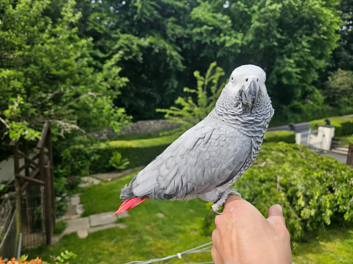 African Grey Parrots - Image 3