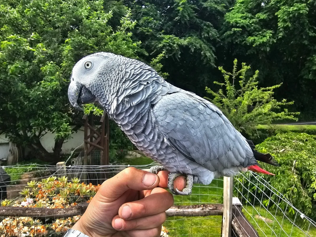 African Grey Parrots - Image 4