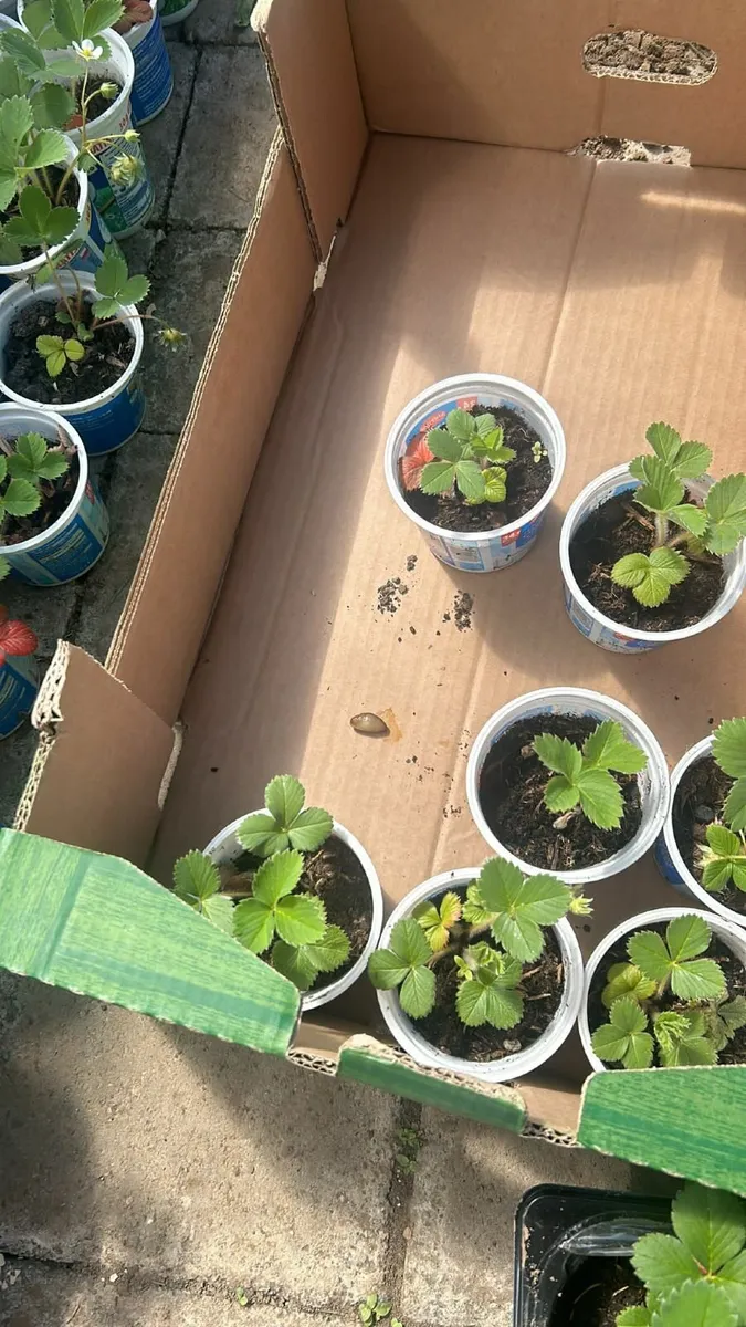Strawberry plants 🍓 - Image 1
