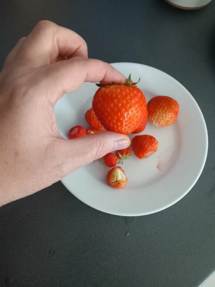 Strawberry plants 🍓 - Image 4