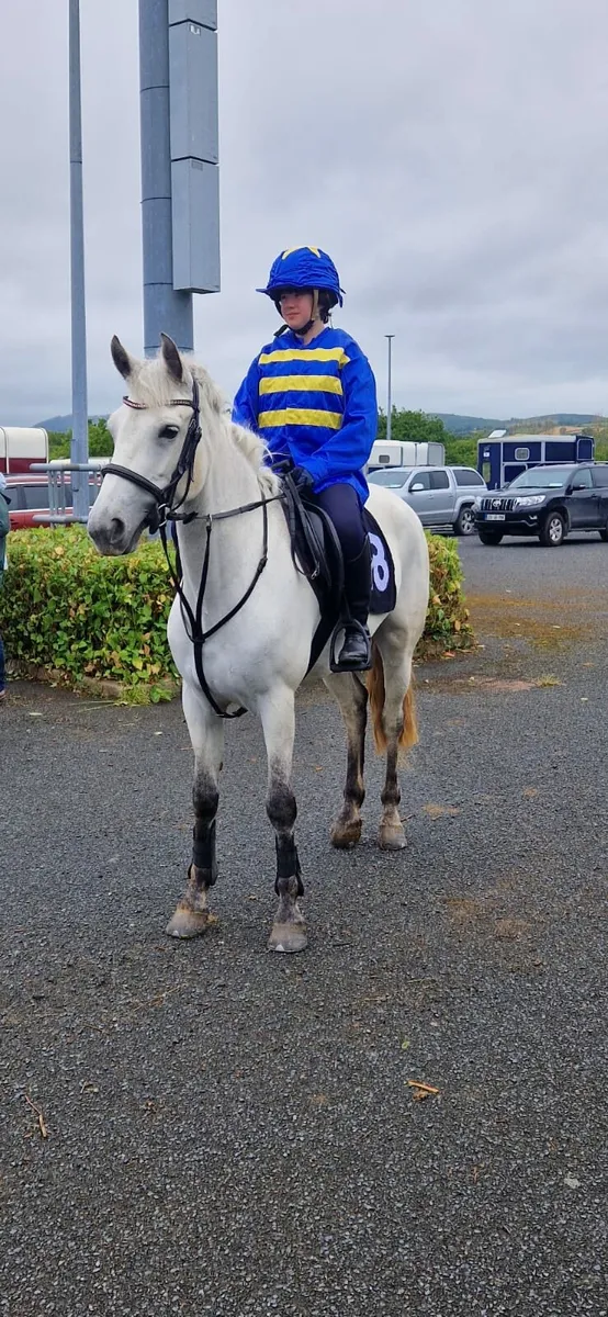 Smashing Connemara mare - Image 2