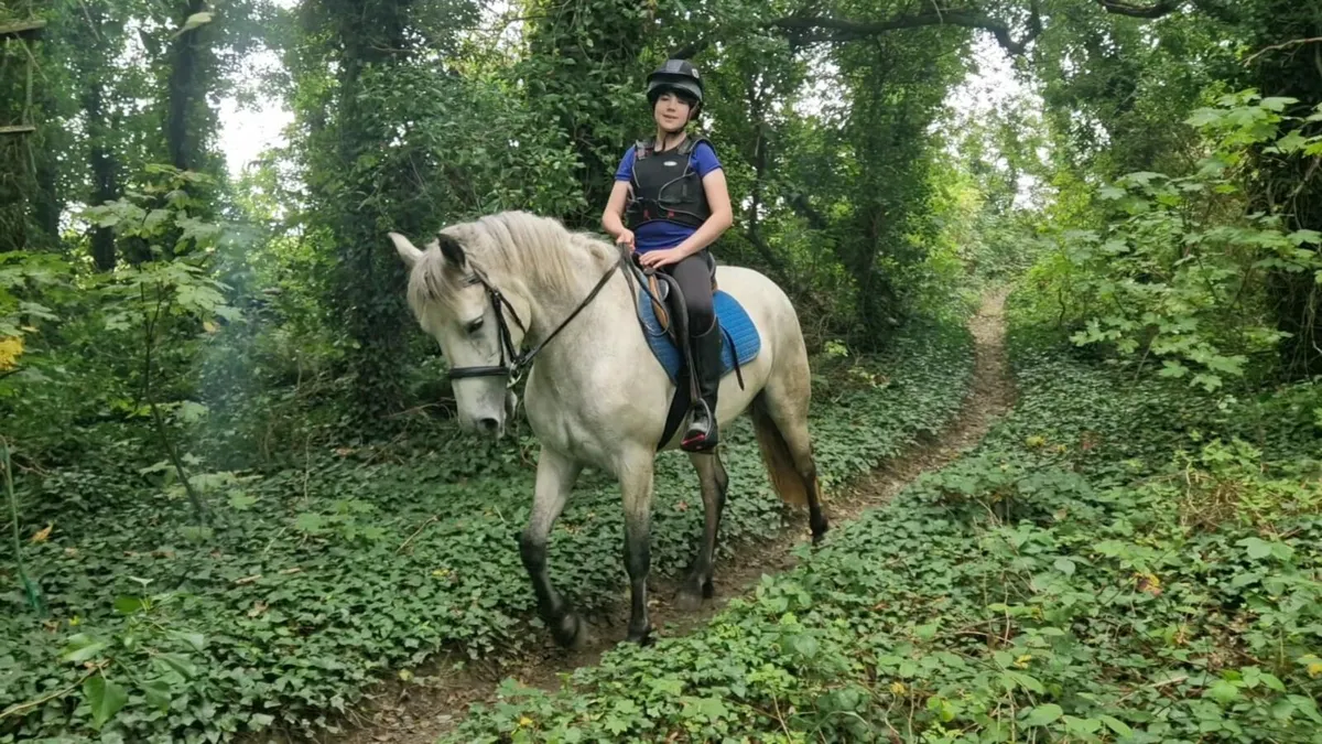 Smashing Connemara mare - Image 3