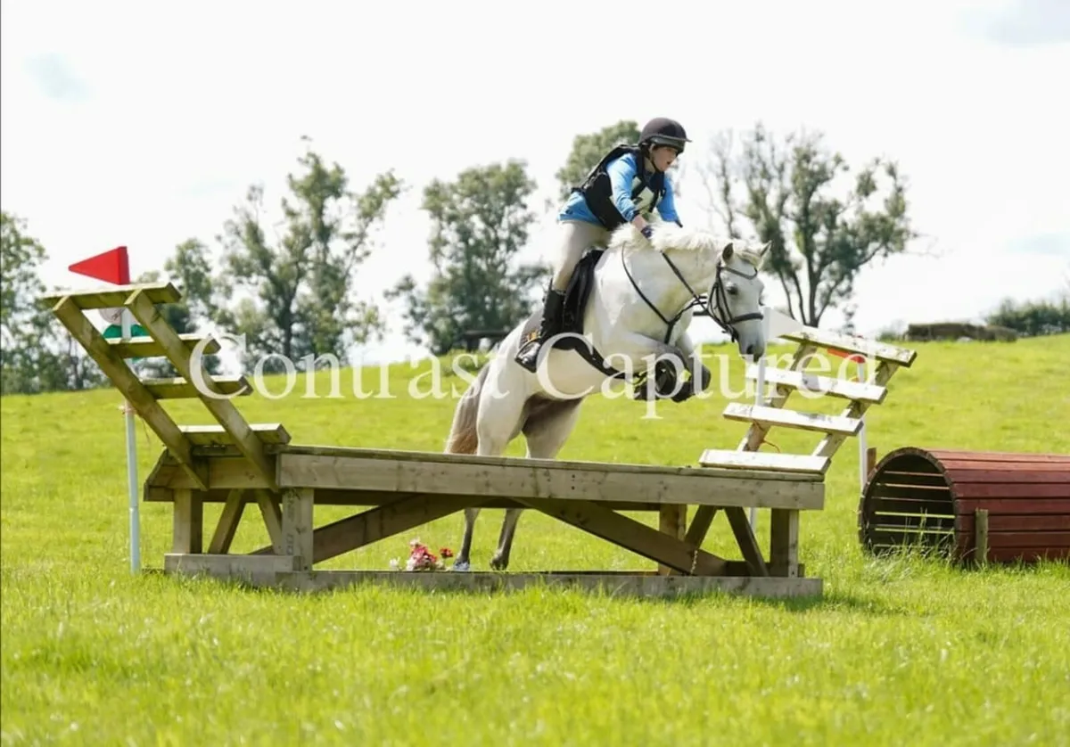 Smashing Connemara mare - Image 4