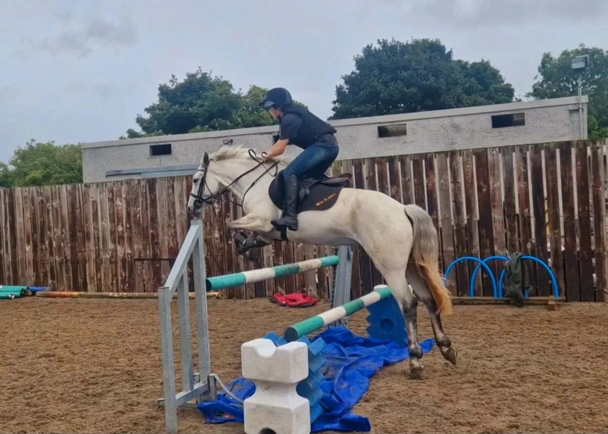 Smashing Connemara mare - Image 1
