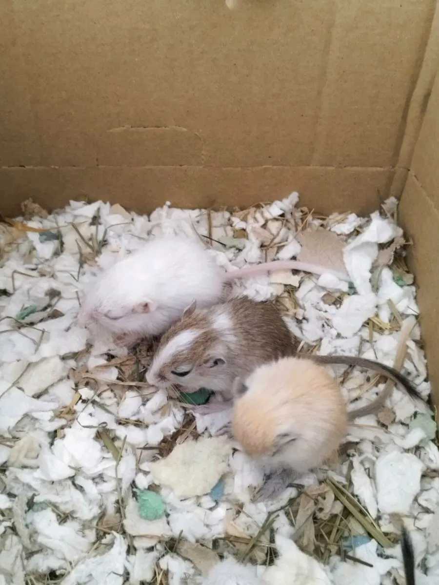 Gerbils - Image 1
