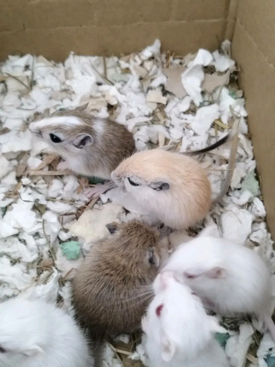 Gerbils - Image 2