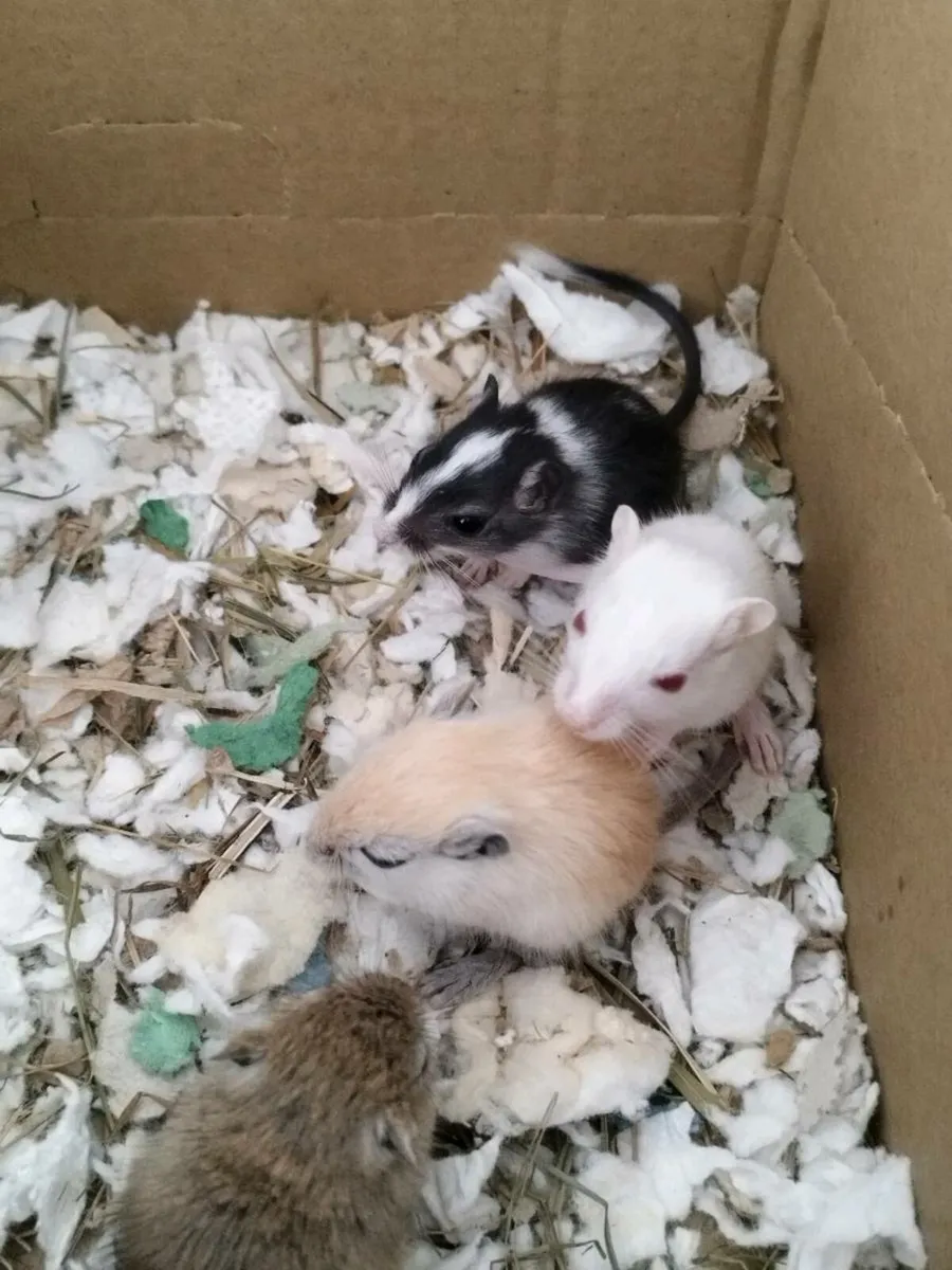 Gerbils - Image 3