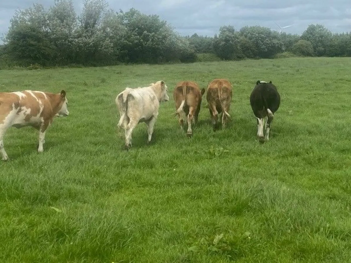 5 Simmental Heifers - Image 3
