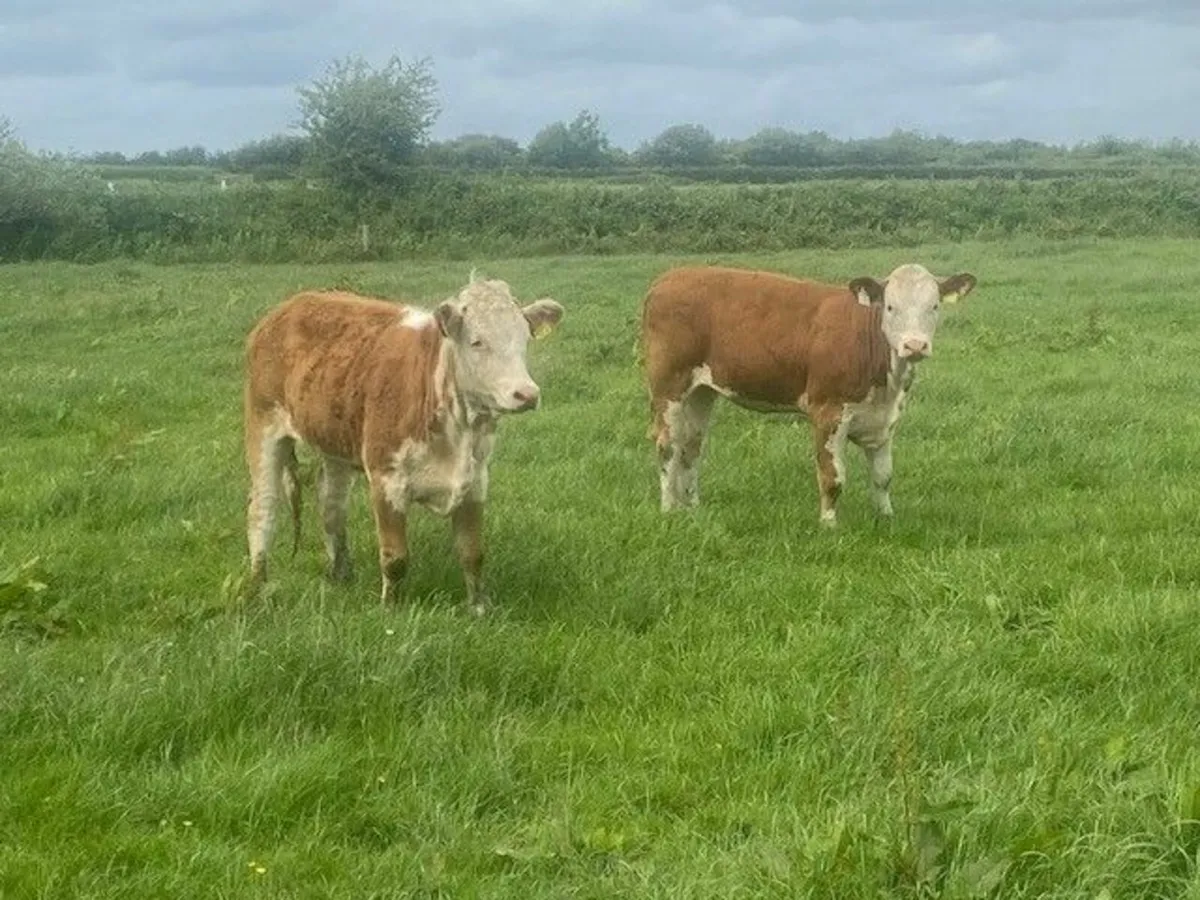 5 Simmental Heifers - Image 4