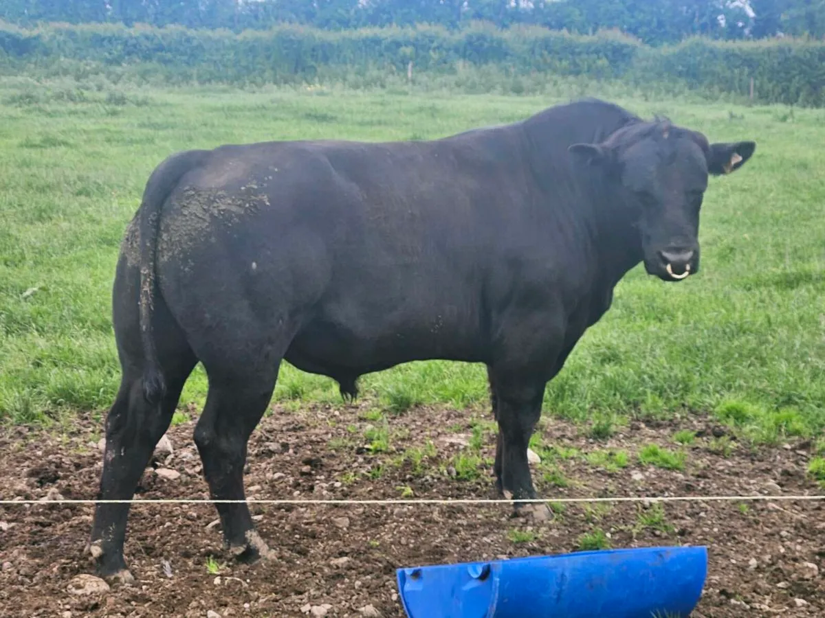 Pedigree angus bulls - Image 1